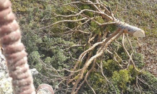 Abattage démontage d'arbre Barcelonnette