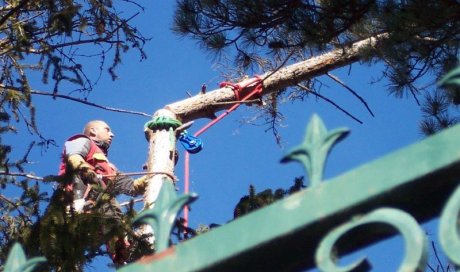 Abattage démontage d'arbre Barcelonnette